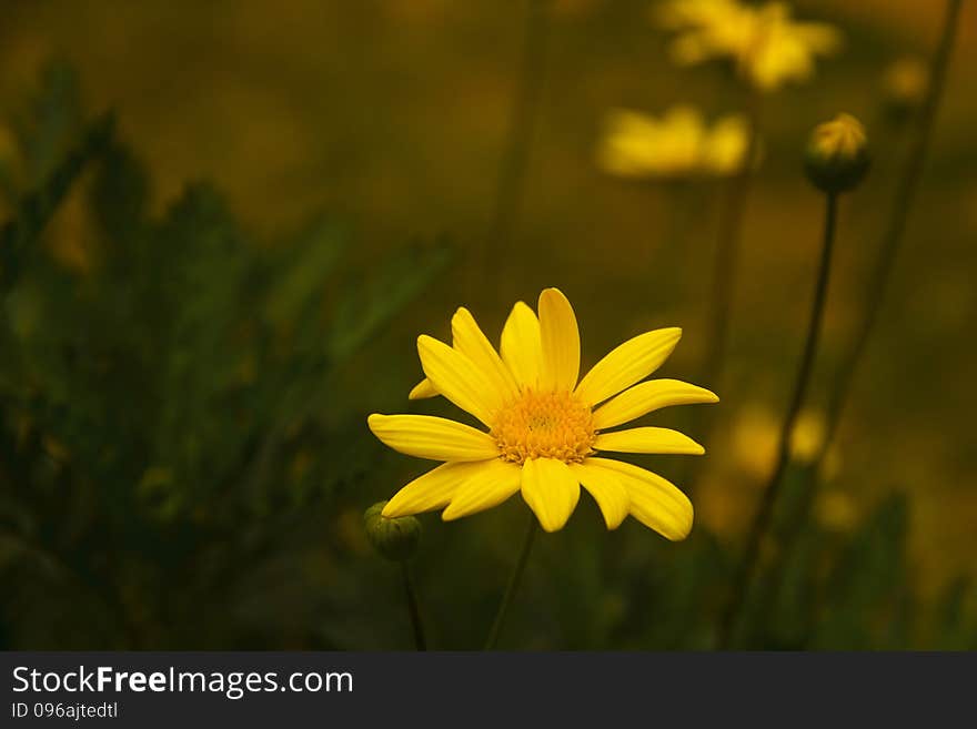 The spring season, blooming chrysanthemums, yellow flower, bud bud, along with background, beautify the environment. The spring season, blooming chrysanthemums, yellow flower, bud bud, along with background, beautify the environment.