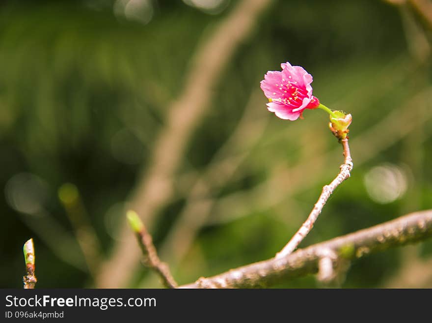 The spring season, blooming cherry blossoms, pink flowers, small branches, along with background, beautify the natural ecological environment. The spring season, blooming cherry blossoms, pink flowers, small branches, along with background, beautify the natural ecological environment.