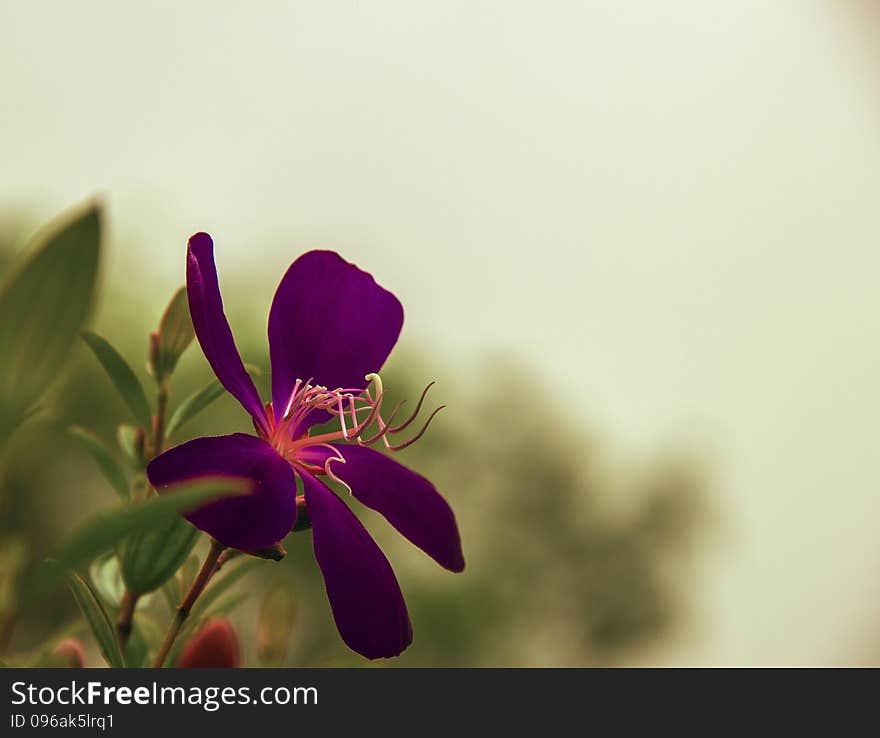 Spring season, blooming flowers more wild peony, purple flowers and small branches, the green leaves foil, along with background, beautify the environment. Spring season, blooming flowers more wild peony, purple flowers and small branches, the green leaves foil, along with background, beautify the environment.