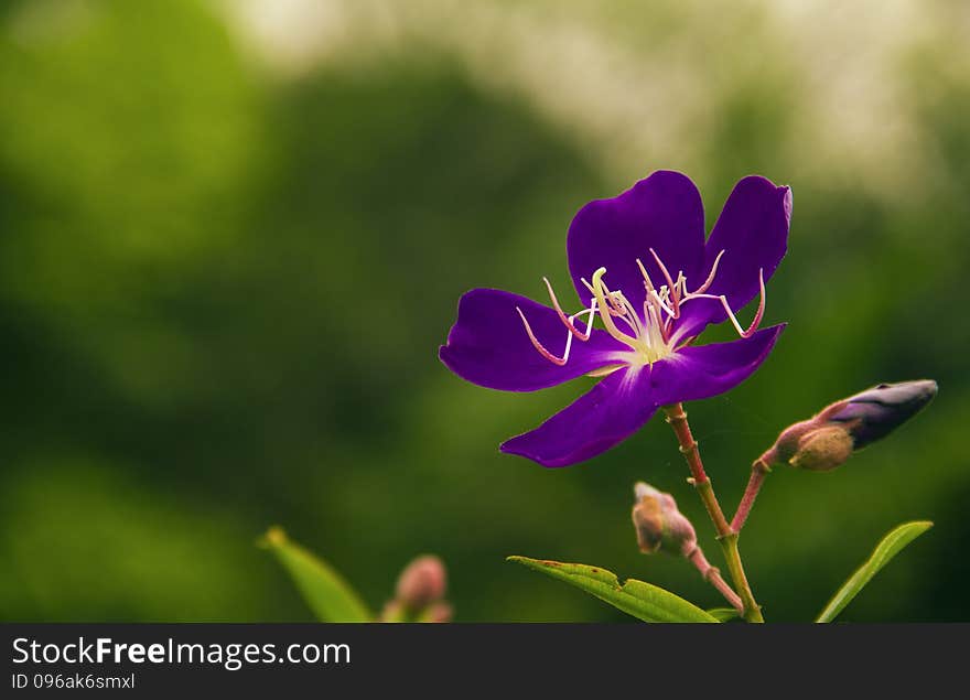 Spring season, blooming flowers more wild peony, purple flowers and small branches, the green leaves foil, along with background, beautify the environment. Spring season, blooming flowers more wild peony, purple flowers and small branches, the green leaves foil, along with background, beautify the environment.