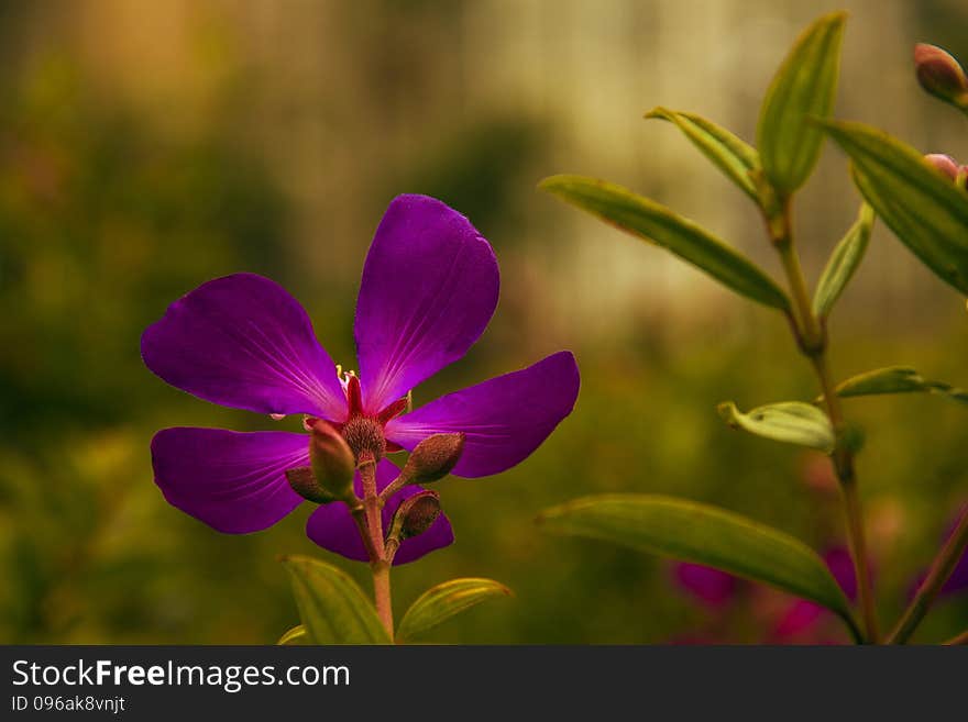 Spring season, blooming flowers more wild peony, purple flowers and small branches, the green leaves foil, along with background, beautify the environment. Spring season, blooming flowers more wild peony, purple flowers and small branches, the green leaves foil, along with background, beautify the environment.