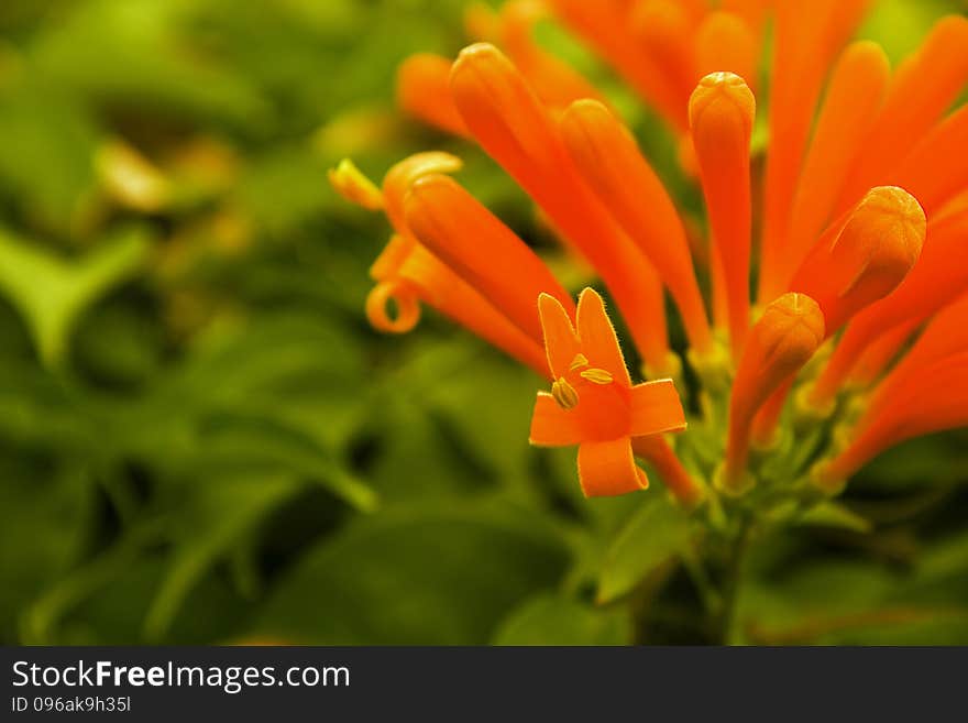 Colorful fireworks flower