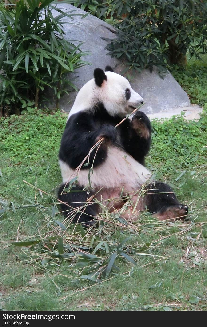 Giant Panda at Ocean Park in Hong Kong