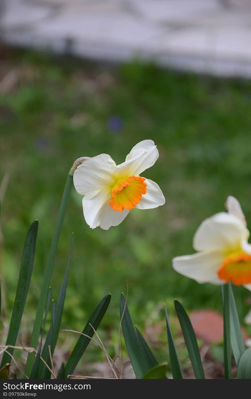 Narcissus for Easter in spring