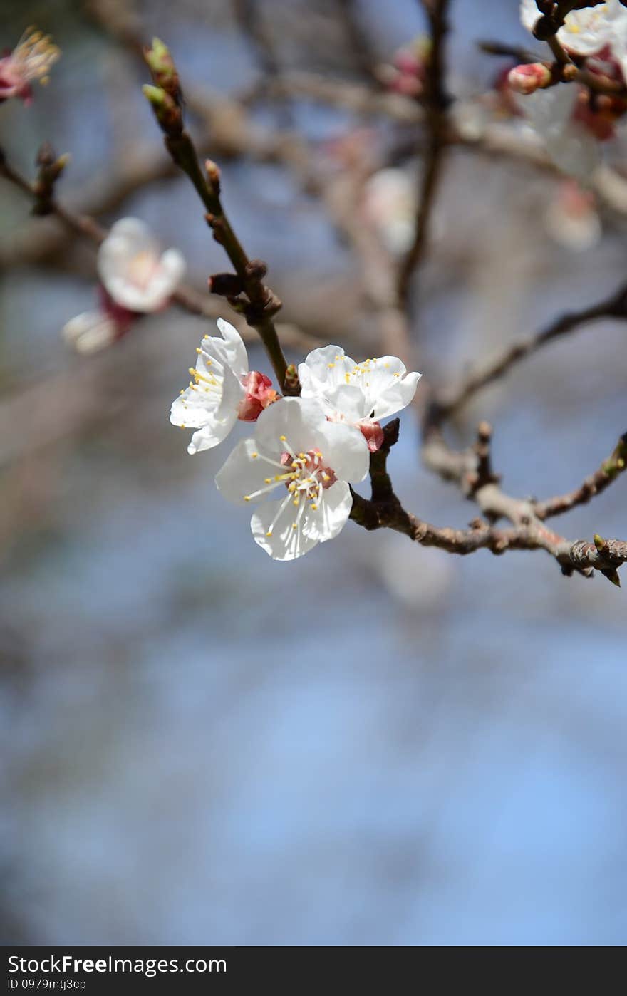 Apricot tree -Prunus armeniaca- being prepared to give apricot afterwards