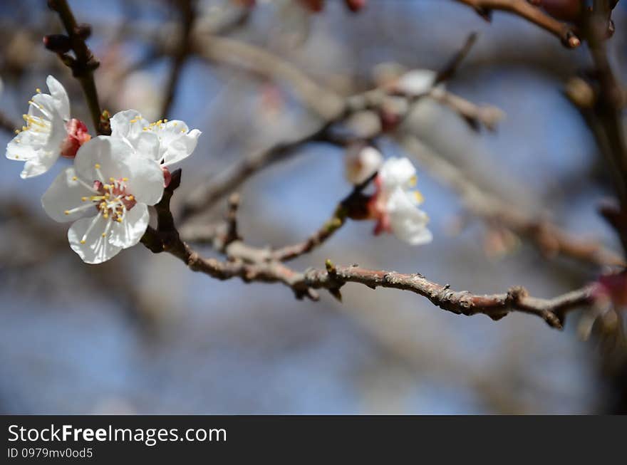 Apricot tree -Prunus armeniaca- being prepared to give apricot afterwards