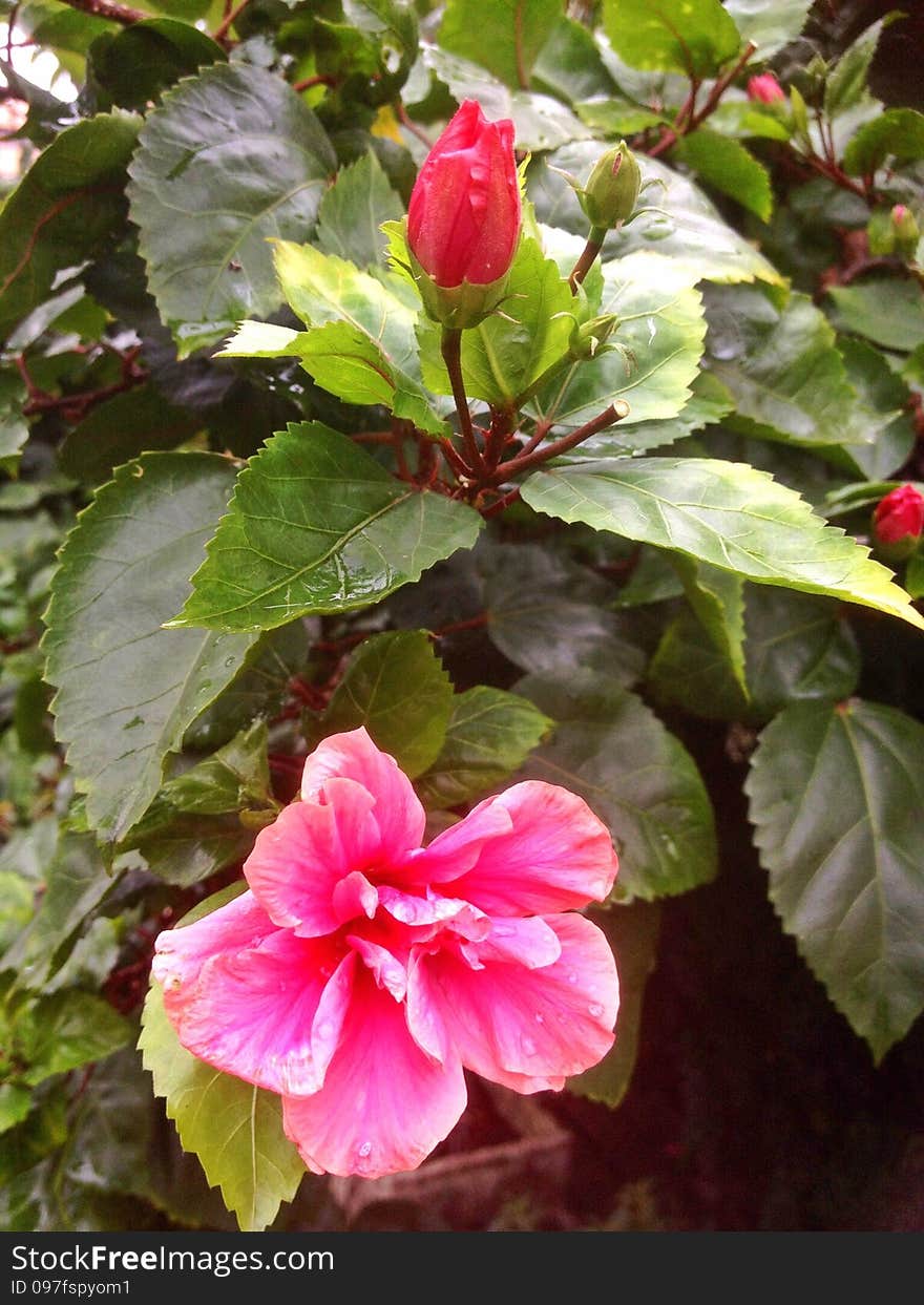 Red Hibiscus Flowers In Singapore