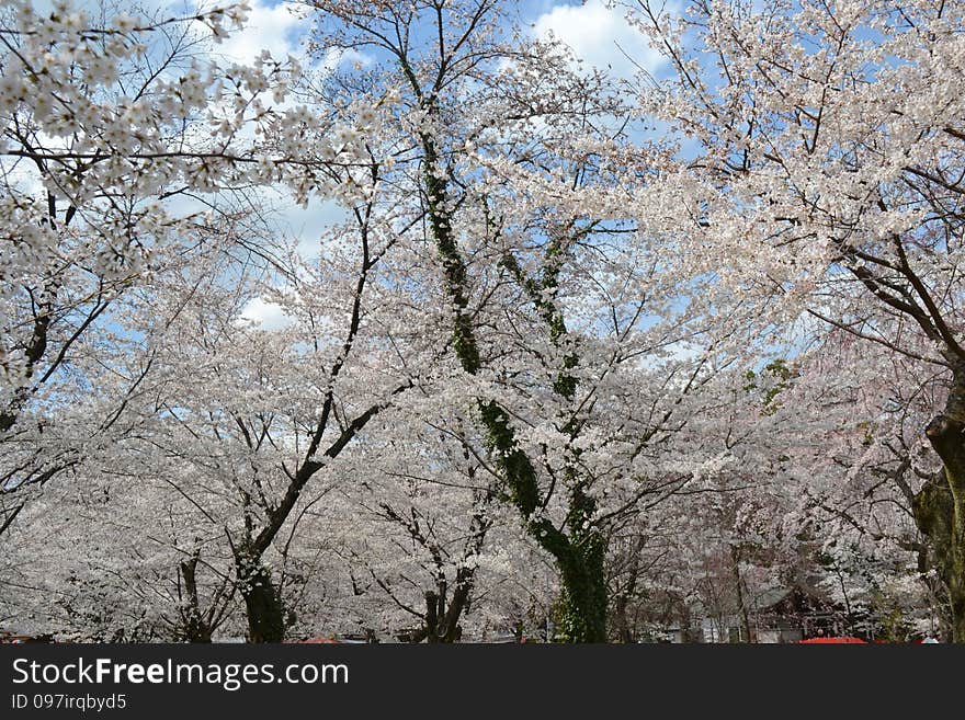 Spring in Kyoto, Japan