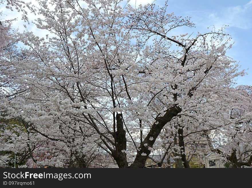 Spring In Kyoto, Japan