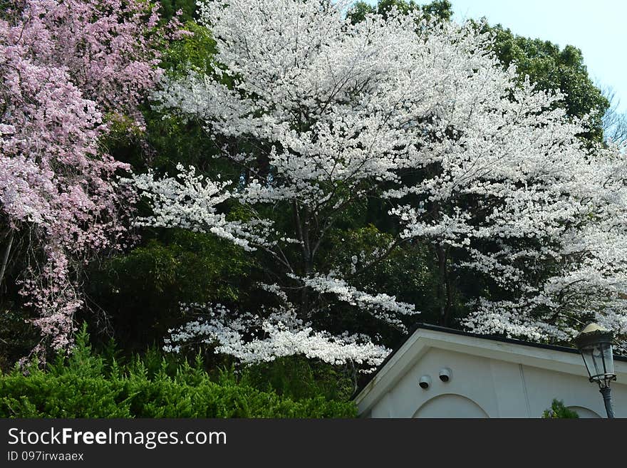 Spring in Kyoto, Japan