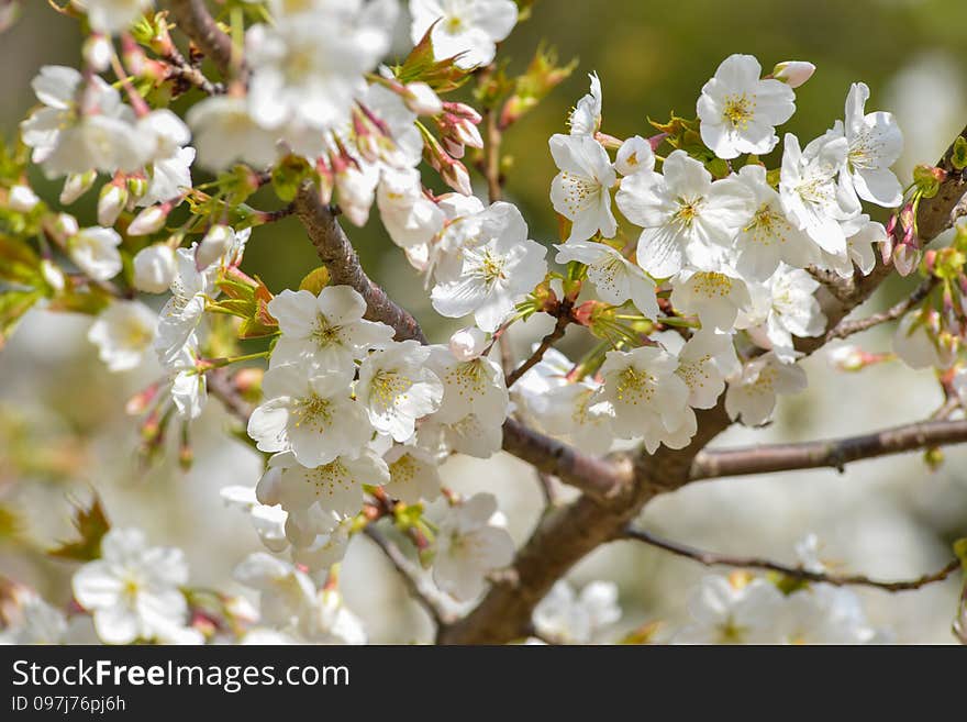 Spring Blossom flowers on branch