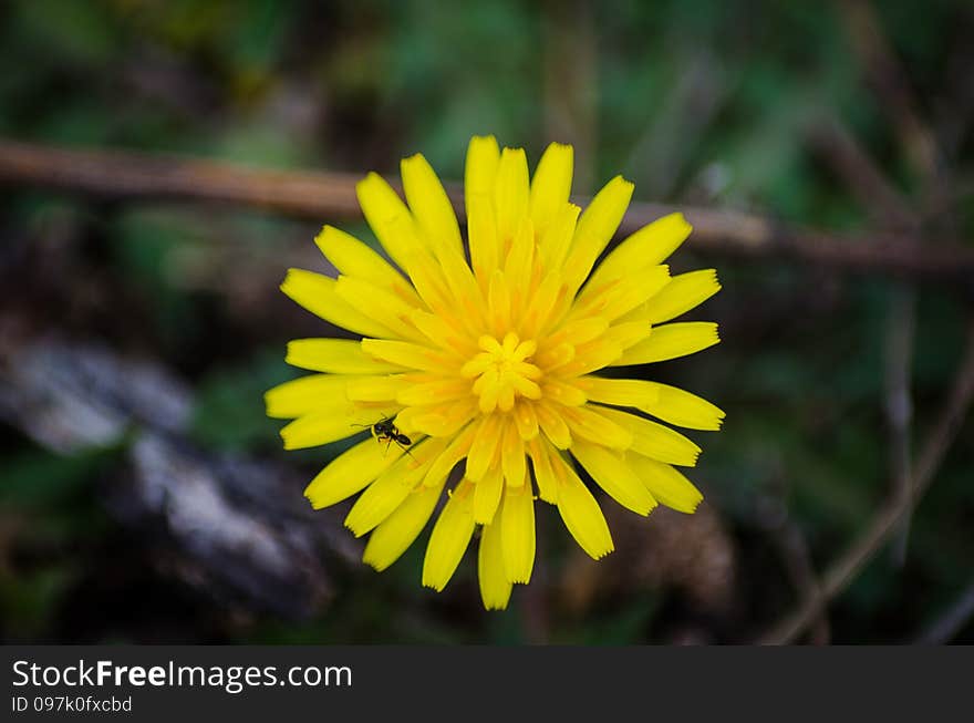 An ant walking on a yellow wild flower in the first days of spring. An ant walking on a yellow wild flower in the first days of spring.