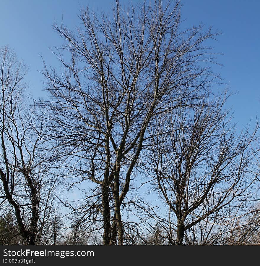 Bare Branches and Blue Sky