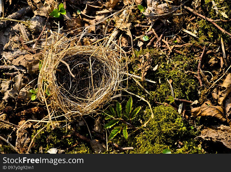 Abandoned nest between dried leaves and fresh moss. The spring. Abandoned nest between dried leaves and fresh moss. The spring