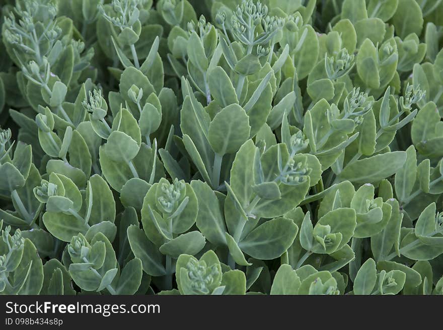 Green plant a carpet covers the entire background. Green plant a carpet covers the entire background