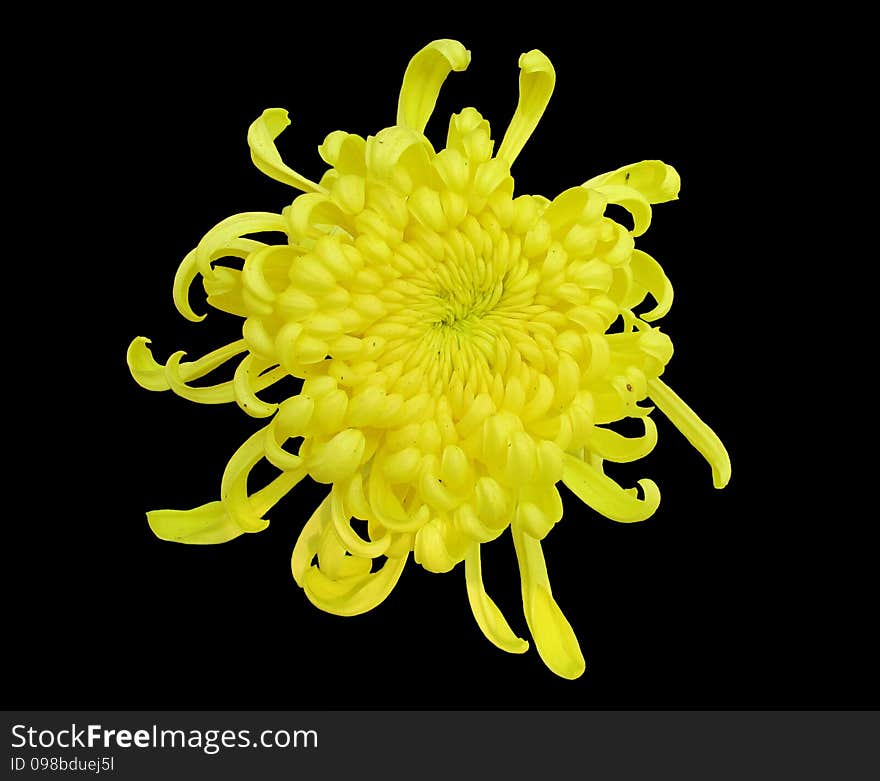 Black background of a flower. Black background of a flower