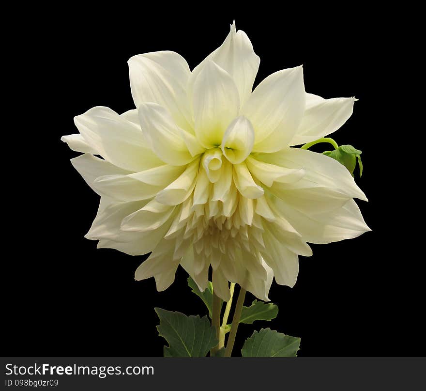 Black background of a flower. Black background of a flower