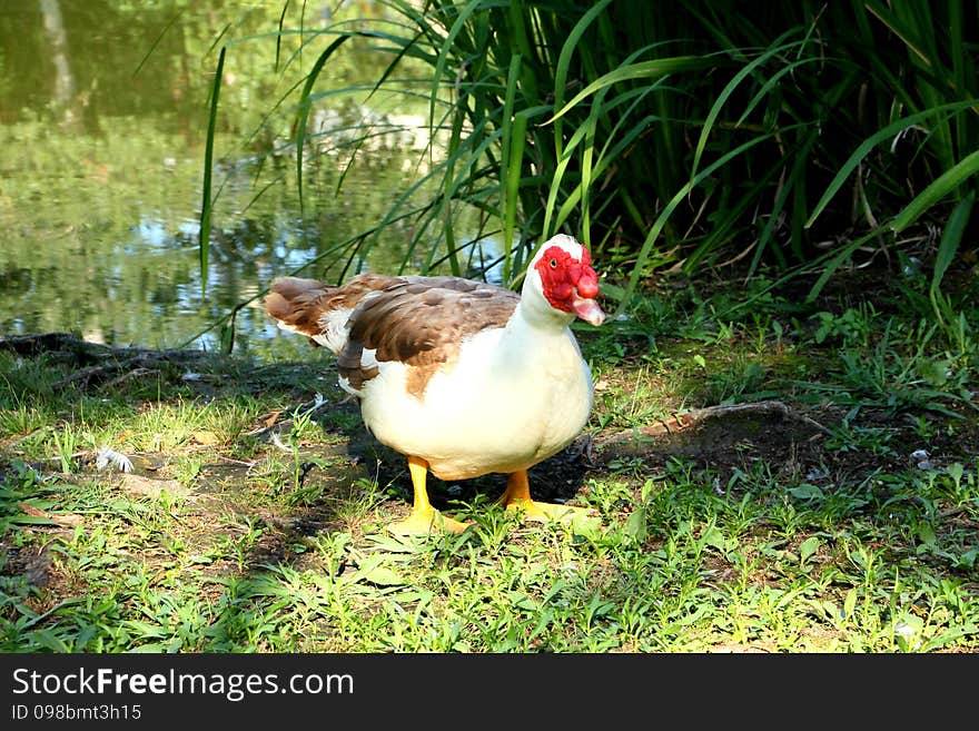 Muscovy Duck. Lake Marvellous, Lazarevskoye, Russia.