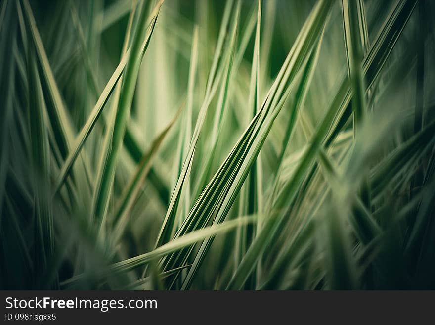 Grass one bokeh nikolaev ukraine. Grass one bokeh nikolaev ukraine