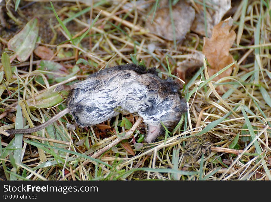 Dead field mouse