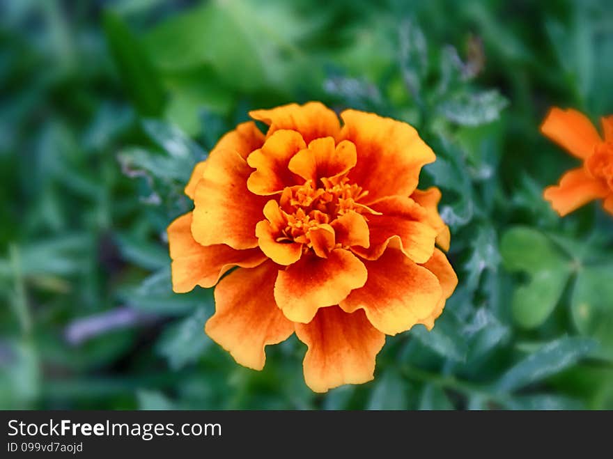 Yellow Orange Flower