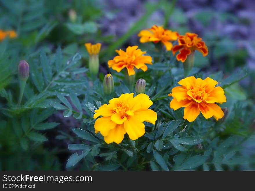 Photograph of some yellow orange flowers