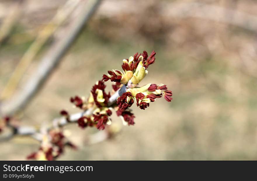 Spring twig with buds background. Spring twig with buds background