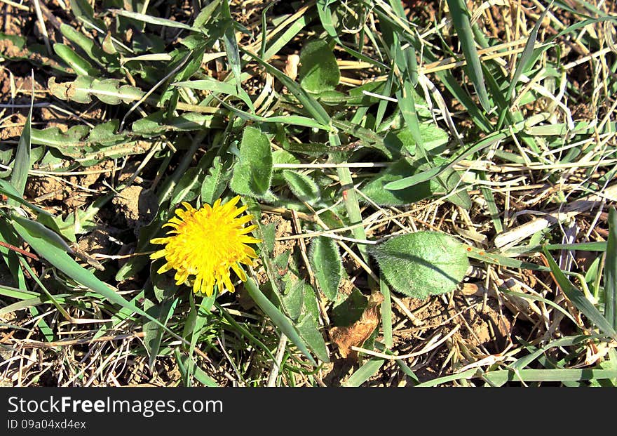 Spring dandelions in the garden