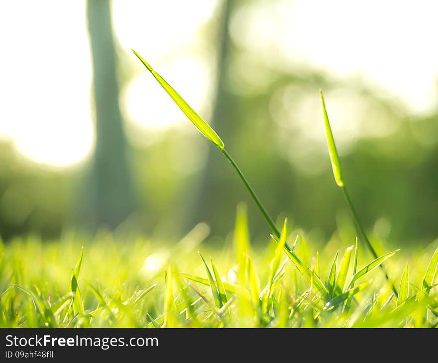 The Shinig Grass under the Sunlight