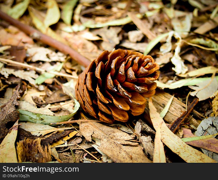 The pine cone with autumn color; lraves, branches and ground