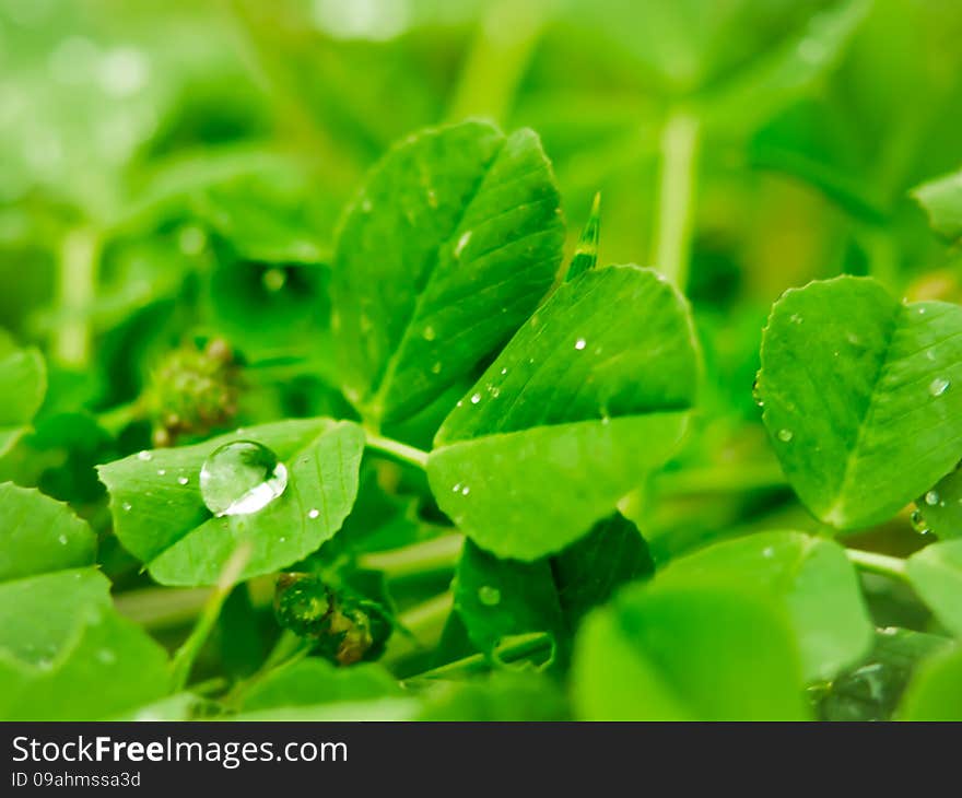 The Water Drop on the Clover