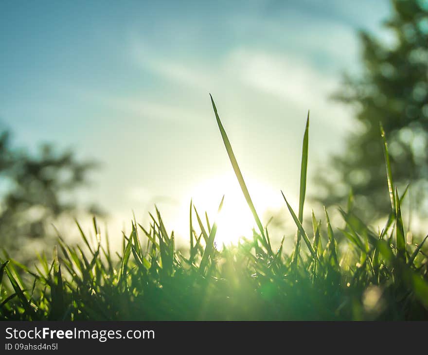 The Grass under the Morning Sunlight