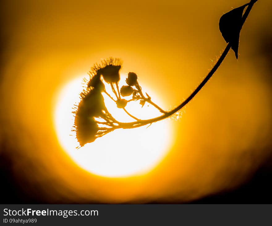 Flowers Shining On Sunset