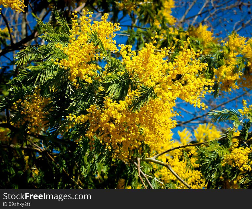 Yellow Blooming