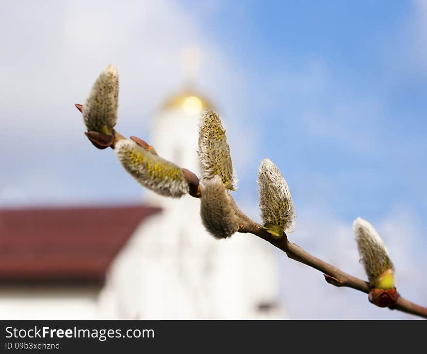 Willow branch with five burgeons and church