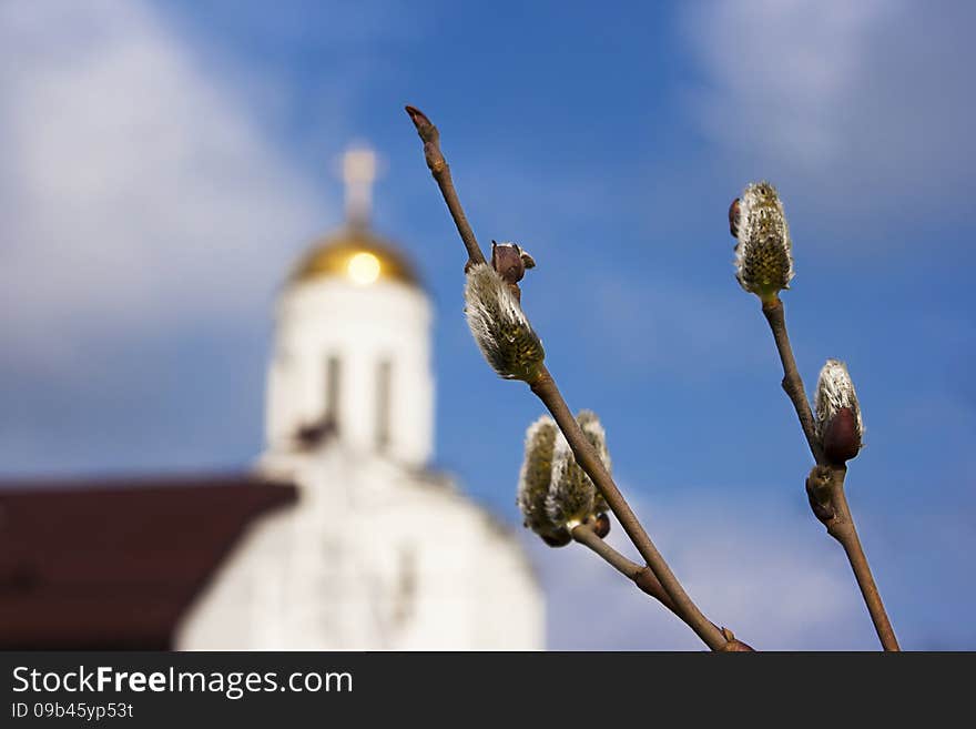 Two willow branches with four burgeons and church against the blue sky