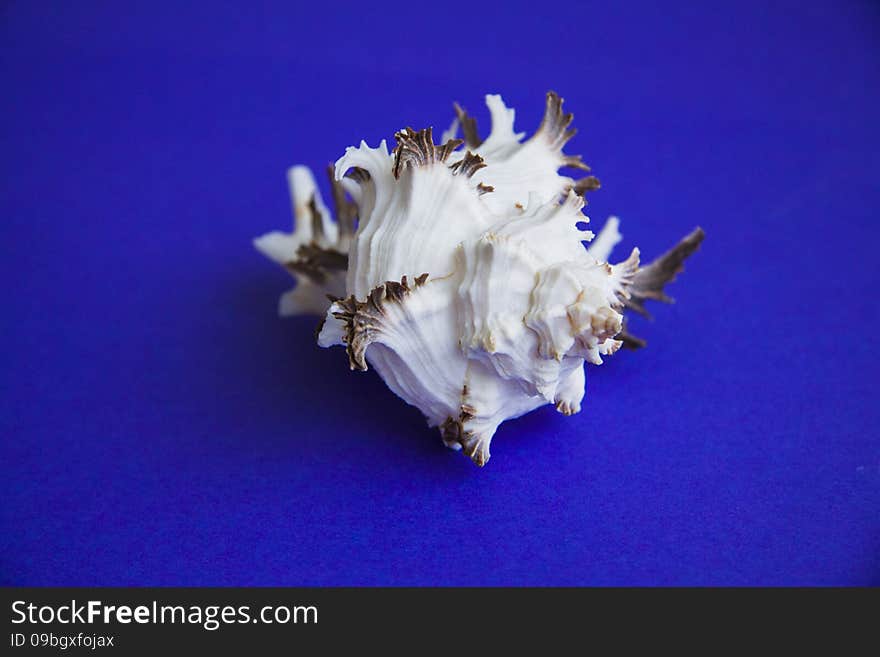 Peculiar sea shell on blue background. copy space for text. Peculiar sea shell on blue background. copy space for text