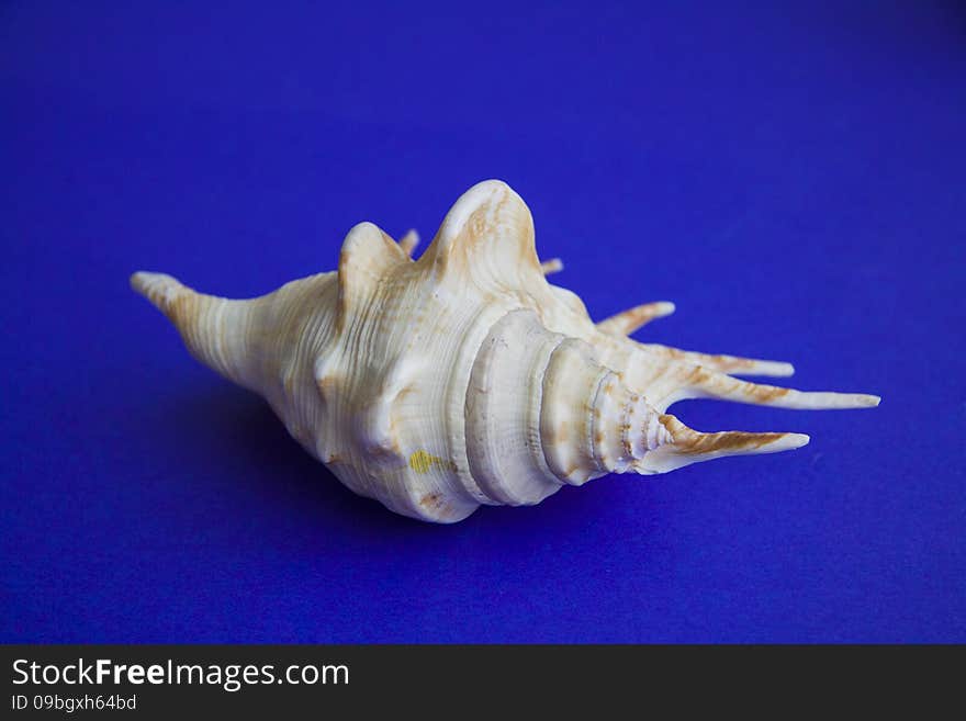 Peculiar sea shell on blue background. copy space for text. Peculiar sea shell on blue background. copy space for text