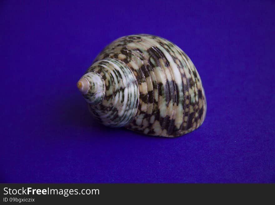 Peculiar sea shell on blue background. copy space for text. Peculiar sea shell on blue background. copy space for text