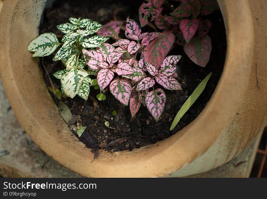 Varigated pot plants