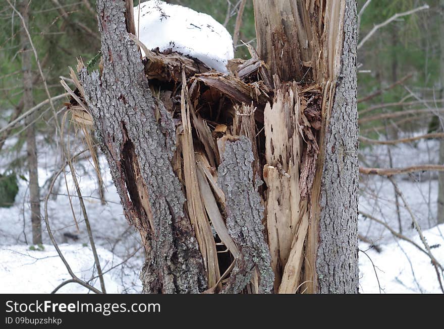 Broken Fir Tree In Winter Forest