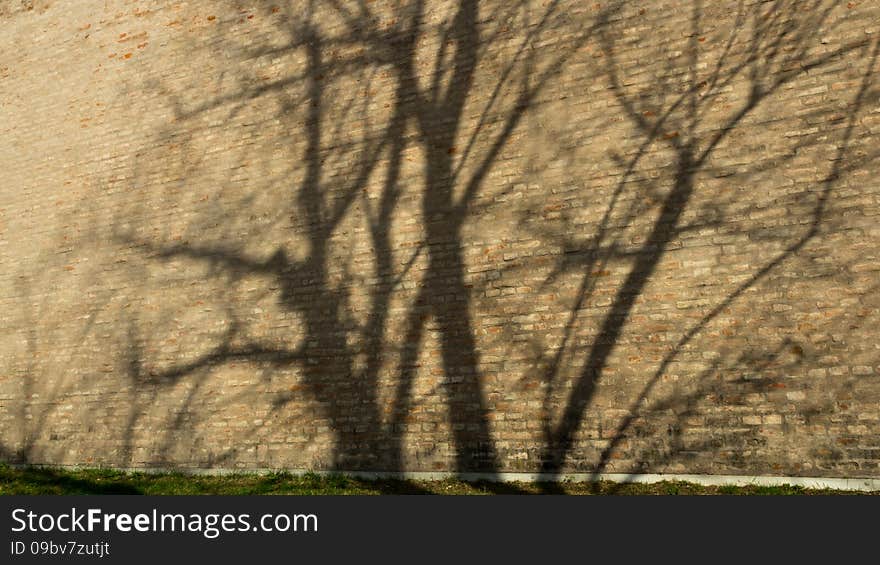 A shadow tree mirrored on the reddish brick wall and a visible green line of grass beneath. A shadow tree mirrored on the reddish brick wall and a visible green line of grass beneath.