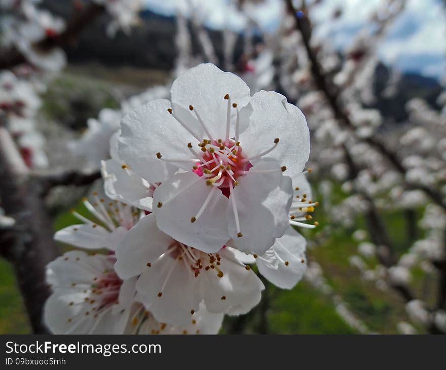 Prunus armeniaca is a small tree, 8–12 m (26–39 ft) tall, with a trunk up to 40 cm (16 in) in diameter and a dense, spreading canopy. The leaves are ovate, 5–9 cm (2.0–3.5 in) long and 4–8 cm (1.6–3.1 in) wide, with a rounded base, a pointed tip and a finely serrated margin. The flowers are 2–4.5 cm (0.8–1.8 in) in diameter, with five white to pinkish petals; they are produced singly or in pairs in early spring before the leaves. The fruit is a drupe similar to a small peach, 1.5–2.5 cm (0.6–1.0 in) diameter (larger in some modern cultivars), from yellow to orange, often tinged red on the side most exposed to the sun; its surface can be smooth (botanically described as: glabrous) or velvety with very short hairs (botanically: pubescent). Prunus armeniaca is a small tree, 8–12 m (26–39 ft) tall, with a trunk up to 40 cm (16 in) in diameter and a dense, spreading canopy. The leaves are ovate, 5–9 cm (2.0–3.5 in) long and 4–8 cm (1.6–3.1 in) wide, with a rounded base, a pointed tip and a finely serrated margin. The flowers are 2–4.5 cm (0.8–1.8 in) in diameter, with five white to pinkish petals; they are produced singly or in pairs in early spring before the leaves. The fruit is a drupe similar to a small peach, 1.5–2.5 cm (0.6–1.0 in) diameter (larger in some modern cultivars), from yellow to orange, often tinged red on the side most exposed to the sun; its surface can be smooth (botanically described as: glabrous) or velvety with very short hairs (botanically: pubescent).