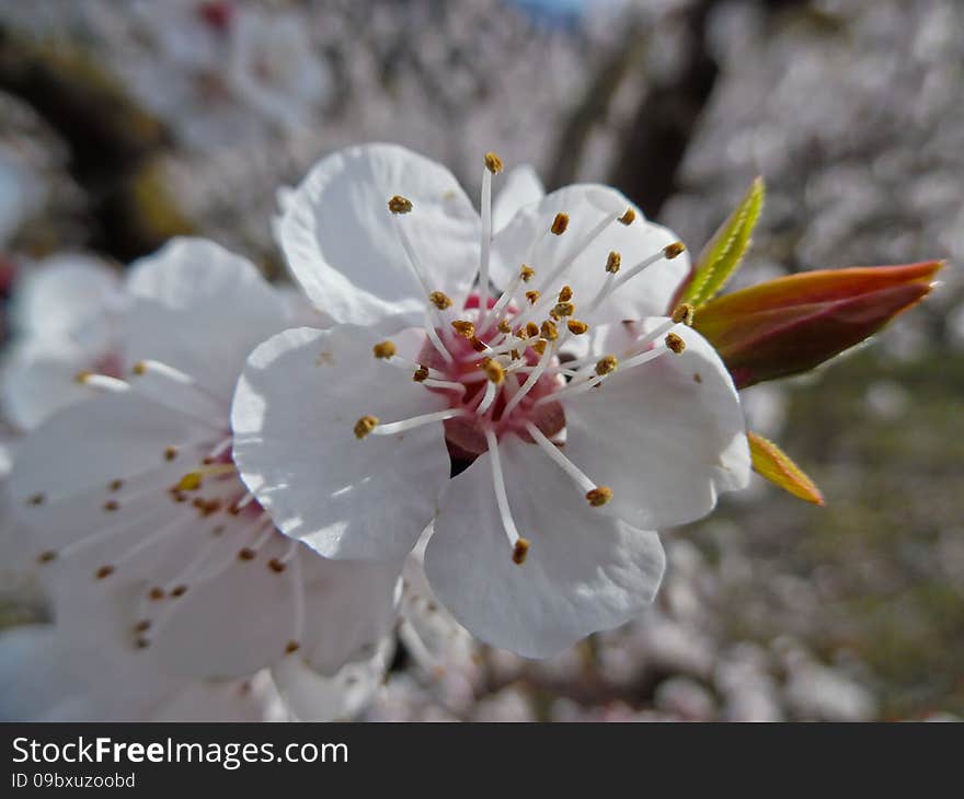 Prunus armeniaca is a small tree, 8–12 m (26–39 ft) tall, with a trunk up to 40 cm (16 in) in diameter and a dense, spreading canopy. The leaves are ovate, 5–9 cm (2.0–3.5 in) long and 4–8 cm (1.6–3.1 in) wide, with a rounded base, a pointed tip and a finely serrated margin. The flowers are 2–4.5 cm (0.8–1.8 in) in diameter, with five white to pinkish petals; they are produced singly or in pairs in early spring before the leaves. The fruit is a drupe similar to a small peach, 1.5–2.5 cm (0.6–1.0 in) diameter (larger in some modern cultivars), from yellow to orange, often tinged red on the side most exposed to the sun; its surface can be smooth (botanically described as: glabrous) or velvety with very short hairs (botanically: pubescent). Prunus armeniaca is a small tree, 8–12 m (26–39 ft) tall, with a trunk up to 40 cm (16 in) in diameter and a dense, spreading canopy. The leaves are ovate, 5–9 cm (2.0–3.5 in) long and 4–8 cm (1.6–3.1 in) wide, with a rounded base, a pointed tip and a finely serrated margin. The flowers are 2–4.5 cm (0.8–1.8 in) in diameter, with five white to pinkish petals; they are produced singly or in pairs in early spring before the leaves. The fruit is a drupe similar to a small peach, 1.5–2.5 cm (0.6–1.0 in) diameter (larger in some modern cultivars), from yellow to orange, often tinged red on the side most exposed to the sun; its surface can be smooth (botanically described as: glabrous) or velvety with very short hairs (botanically: pubescent).