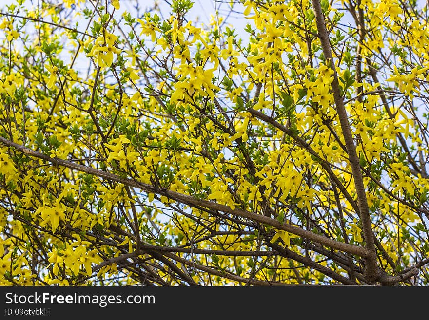 Spring Yellow flower background backlight. Spring Yellow flower background backlight