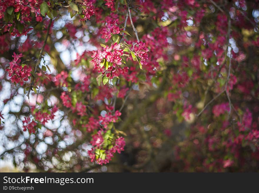 Pink  Flowers  Bokeh Background