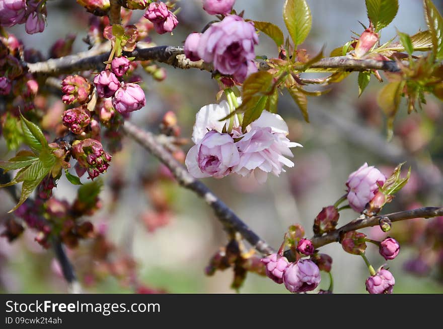 Japanese cherry blossoms coated on its branches. Japanese cherry blossoms coated on its branches