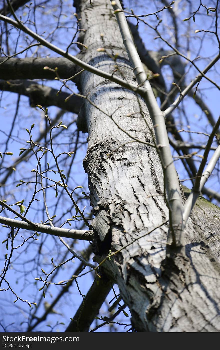 Linden Tree