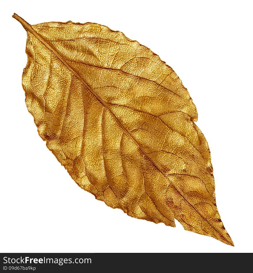 Yellow golden dry leaf, vintage element