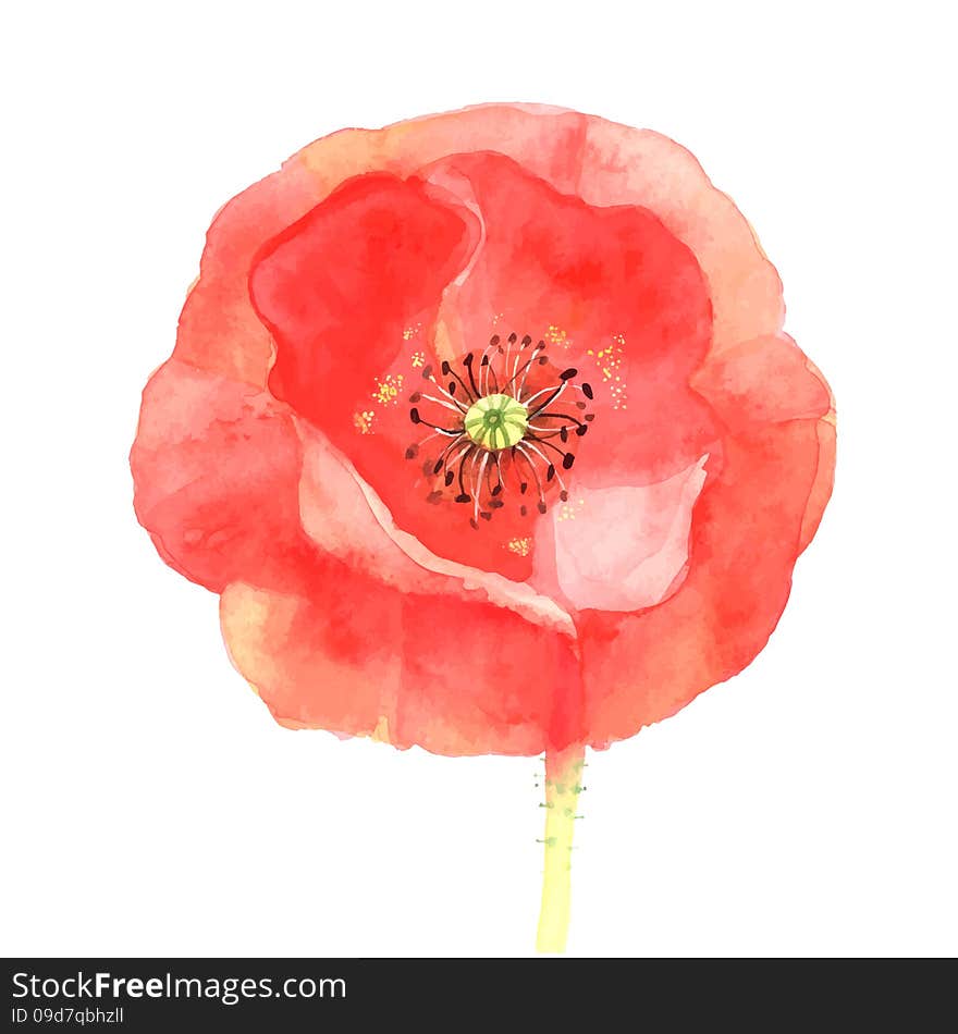 Beautiful red poppy